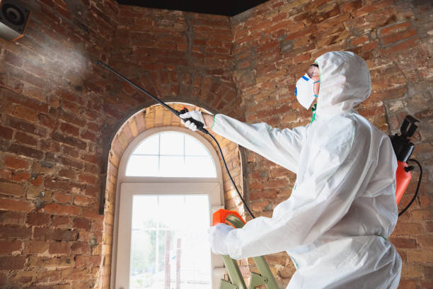 Best Black Mold Removal  in Barron, WI