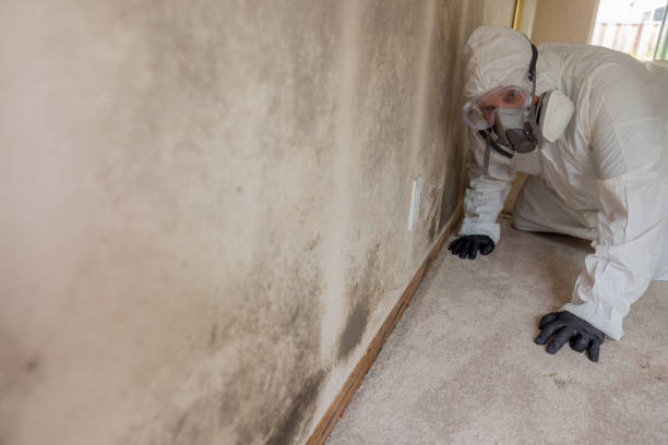 Best Mold Removal for HVAC Installations  in Barron, WI