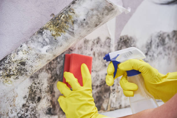 Best Mold Remediation for Healthcare Facilities  in Barron, WI